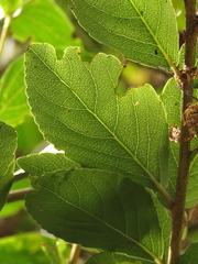 Xylosma spiculifera