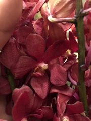 Vanda