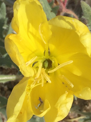 Oenothera primiveris bufonis