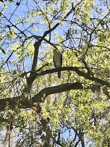 Accipiter cooperii image