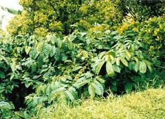 Coffea canephora