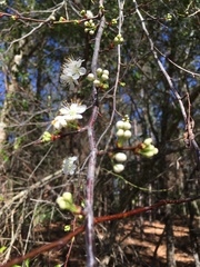 Prunus umbellata
