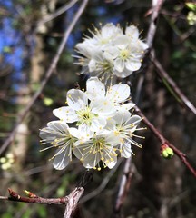 Prunus umbellata