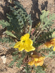 Oenothera primiveris bufonis