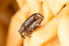Microstrates ypsilon