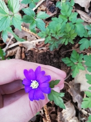 Anemonoides apennina