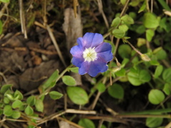 Evolvulus bogotensis