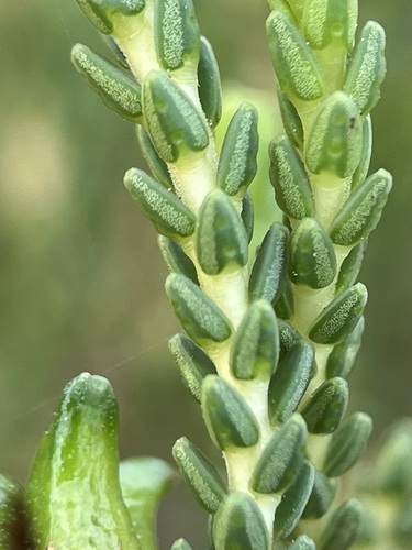 Image of Fiverank Bitterbuchu by (c) Charleen Brunke, some rights reserved (CC BY)
