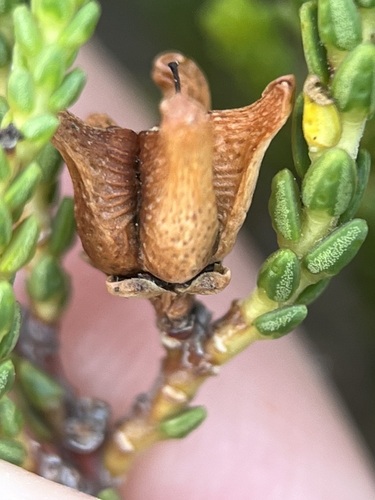 Image of Fiverank Bitterbuchu by (c) Charleen Brunke, some rights reserved (CC BY)