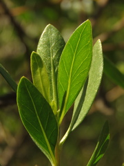 Baccharis macrantha