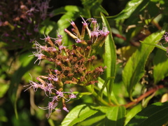 Chromolaena perglabra