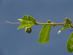 Passiflora bogotensis