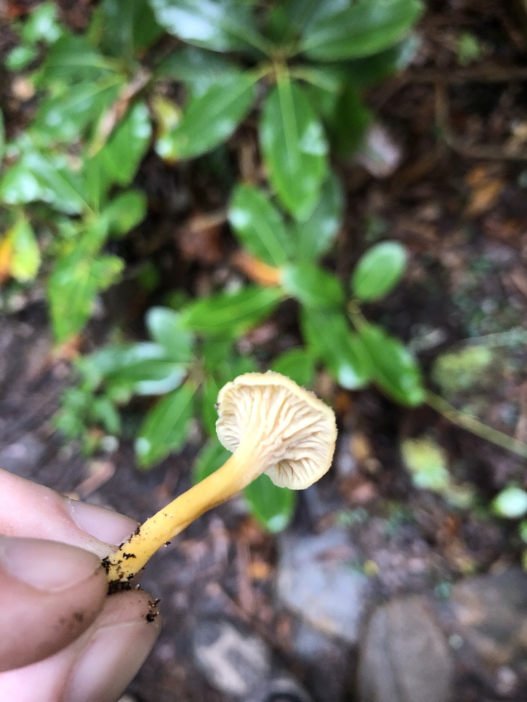 flame chanterelle from Prentice Cooper State Forest, Signal Mountain