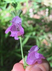 Physostegia leptophylla