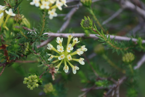 Image of Gnidia squarrosa by (c) Tony Rebelo, some rights reserved (CC BY-SA)