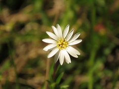 Noticastrum marginatum
