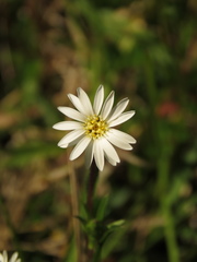 Noticastrum marginatum