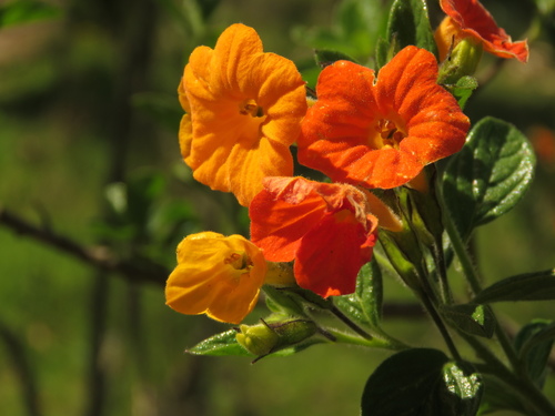 Streptosolen jamesonii