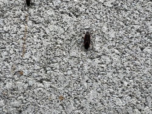 Boisea fulcrata