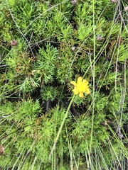 Euryops pedunculatus