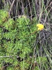 Euryops pedunculatus