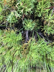 Euryops pedunculatus