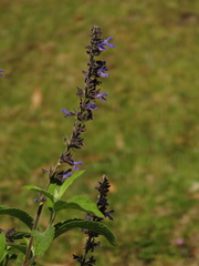 Salvia bogotensis