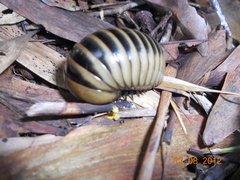 Arthrosphaera