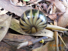 Arthrosphaera