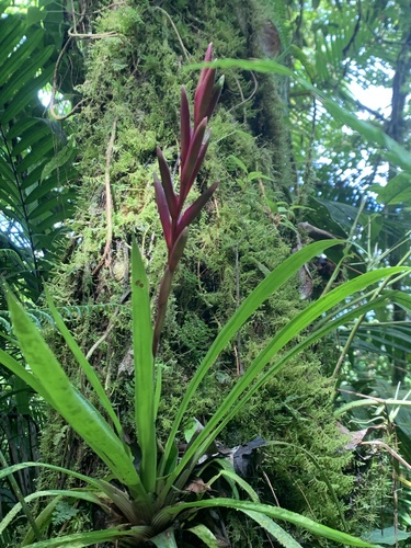 Guzmania dissitiflora image