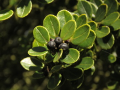 Ilex kunthiana