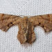Calledapteryx dryopterata - Photo (c) Diane P. Brooks, μερικά δικαιώματα διατηρούνται (CC BY-NC-SA), uploaded by Diane P. Brooks
