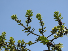 Ilex kunthiana