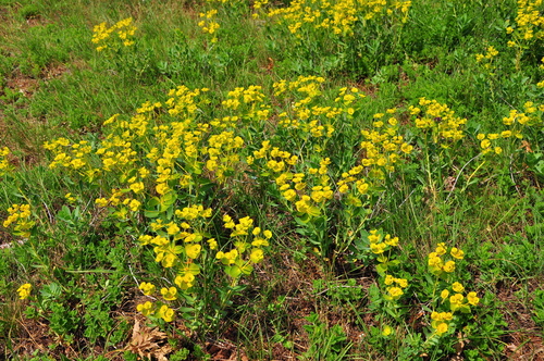 Euphorbia goldei