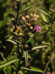 Lepidaploa karstenii