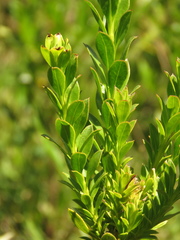 Pentacalia