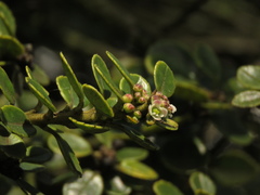 Ilex kunthiana