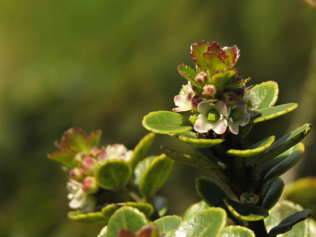 Ilex microphylla
