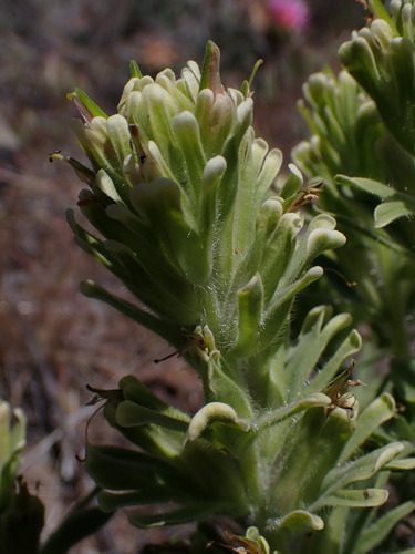 Image of Castilleja xanthotricha by (c) Nolan Exe, some rights reserved (CC BY)