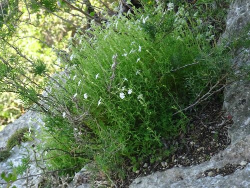 Limestone Catchfly (Silene mundiana)