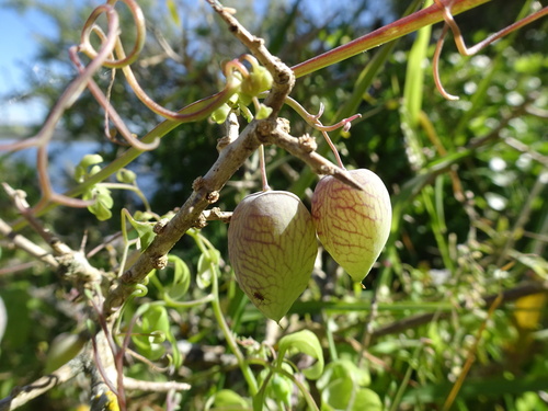 Image of Cysticapnos vesicaria by (c) Thomas Koffel, some rights reserved (CC BY)