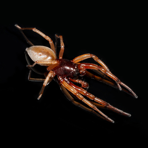 Broad-faced Sac Spider