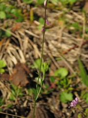 Polygala paniculata