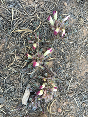 Pedicularis centranthera
