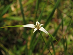 Rhynchospora blepharophora