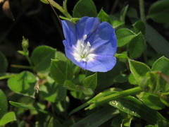 Evolvulus bogotensis