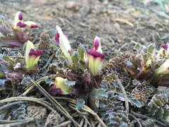 Pedicularis centranthera