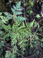 Osmorhiza purpurea