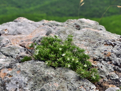 Minuartia glomerata