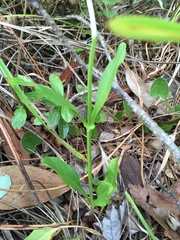 Physostegia purpurea
